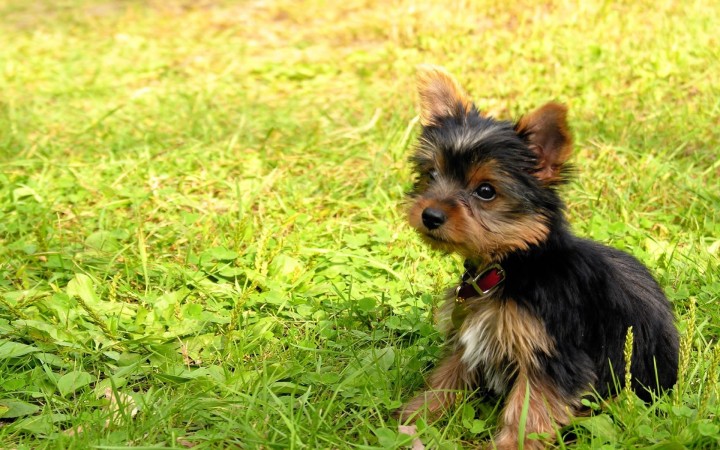 Yorkshire Terrier puppy wallpaper