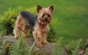 Yorkshire Terrier wallpaper (2)