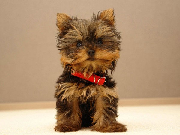 Yorkshire Terrier wallpaper