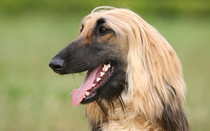 Afghan Hound head wallpaper-2