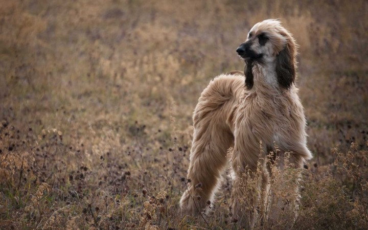 Afghan Hound in field wallpaper (2)