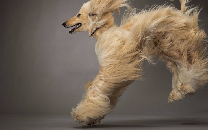 Afghan Hound jumping wallpaper