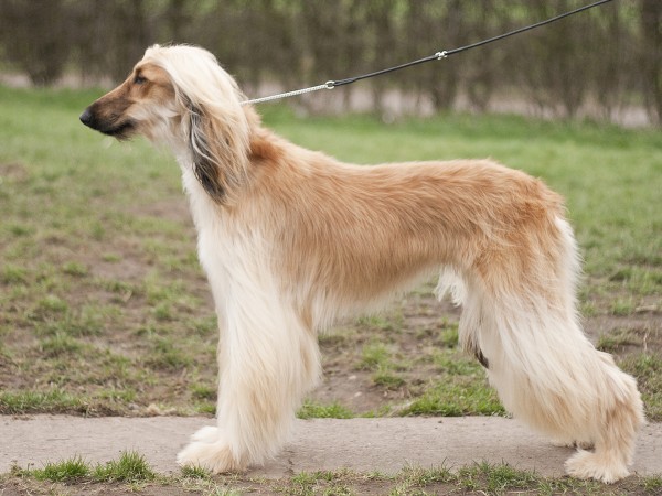 Afghan Hound on leash wallpaper