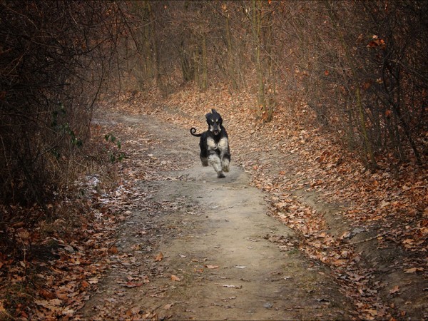 Afghan Hound running wallpaper (2)