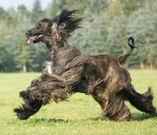 Afghan Hound running wallpaper