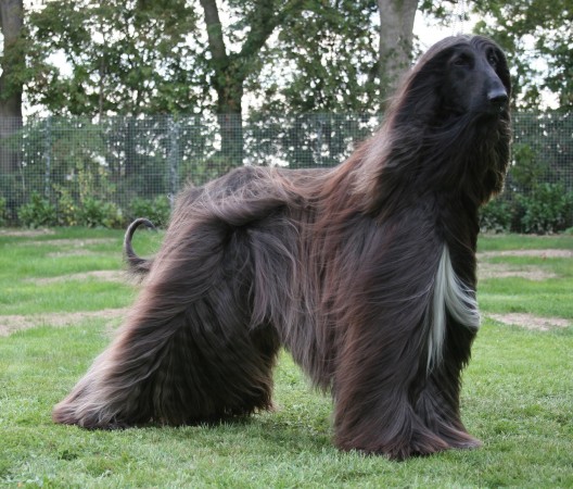 Afghan Hound wallpaper (2)