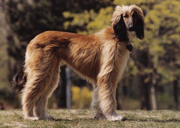 Afghan Hound wallpaper (3)