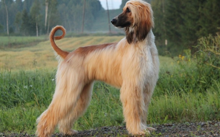 Beautiful Afghan Hound wallpaper