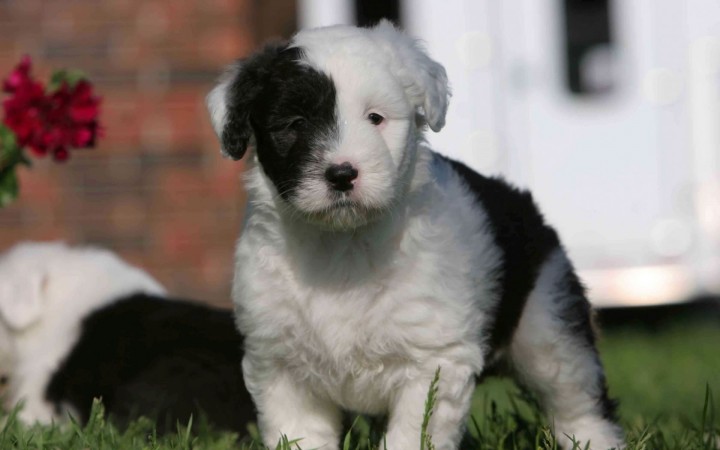 Black and white Old English Sheepdog wallpaper