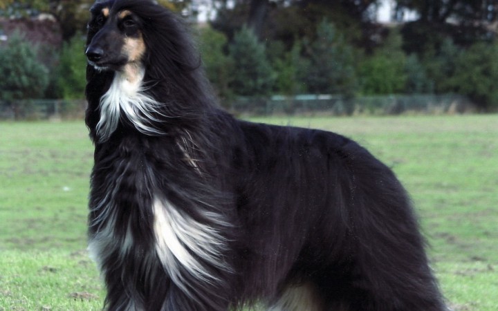 Blue Afghan Hound wallpaper