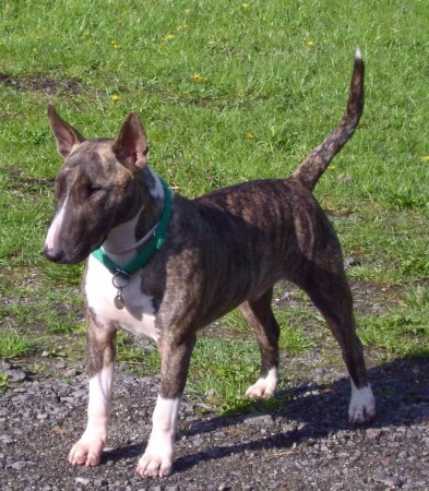 Brindle and white Bull Terrier