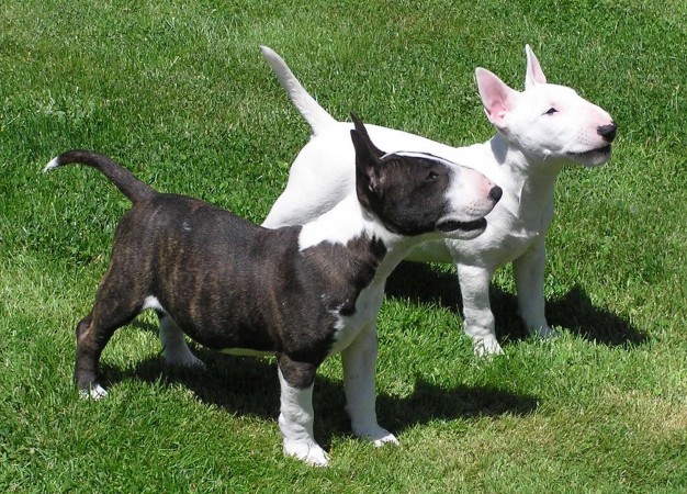 Bull Terrier puppies