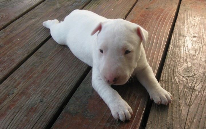 Bull Terrier puppy wallpaper