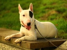 Bull Terrier wallpaper