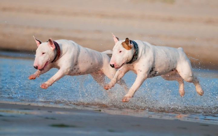 Bull Terriers running wallpaper