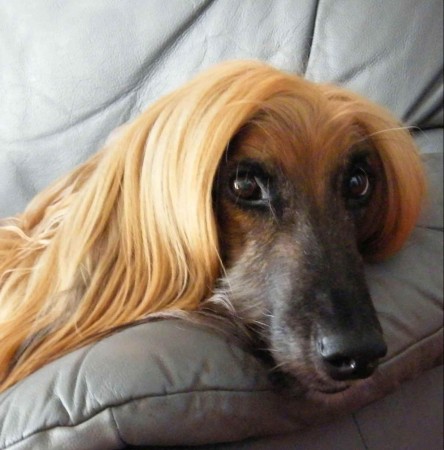 Cute Afghan Hound on couch