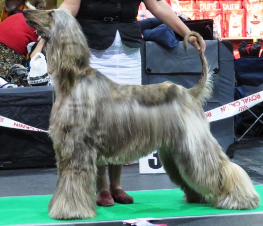 Grey coat Afghan Hound