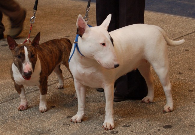 Normal and miniature Bull Terriers