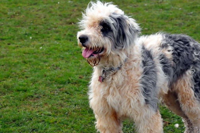 Old English Sheepdog and Bearded Collie mix