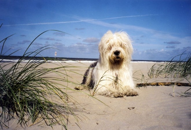 Old English Sheepdog on beach