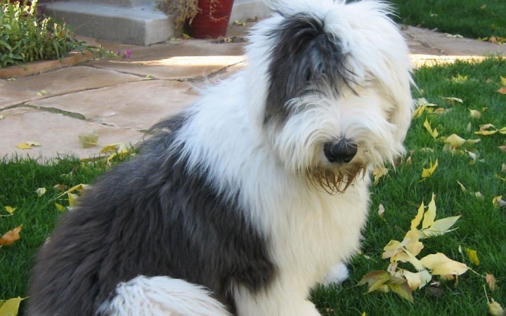 Old English Sheepdog on grass