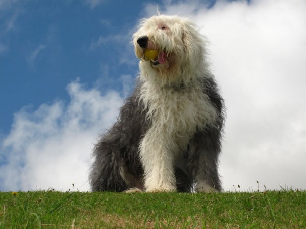 Old English Sheepdog portrait