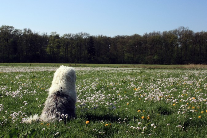 Old English Sheepdog wallpaper (6)