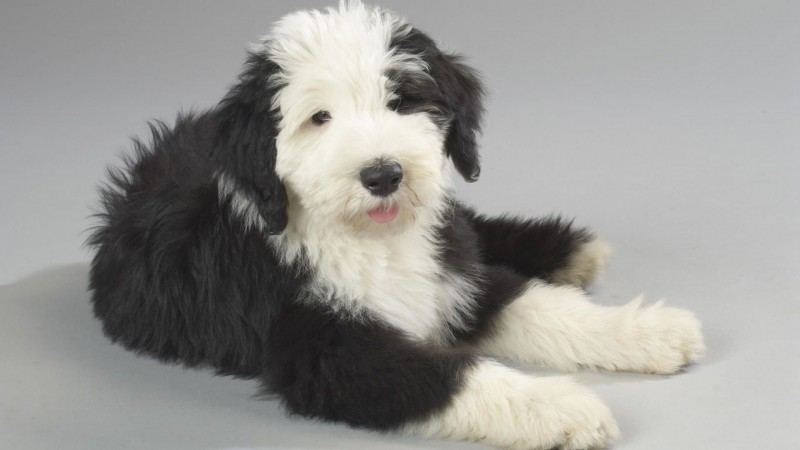 Old English Sheepdog wallpaper