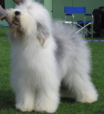 Show standard Old English Sheepdog