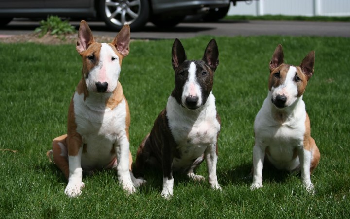 Three Bull Terriers wallpaper