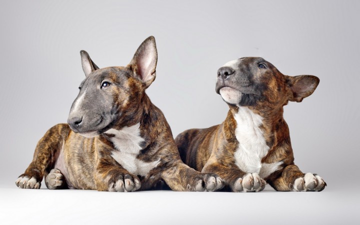 Two Bull Terriers