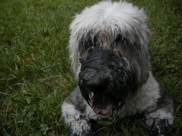 Wet Old English Sheepdog