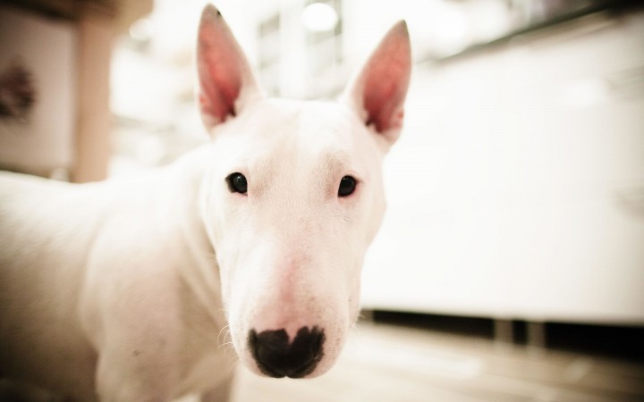 White Bull Terrier wallpaper