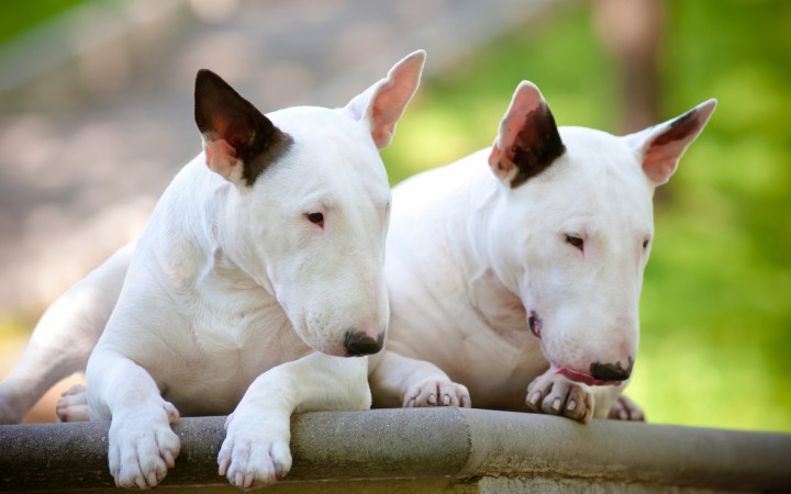 White Bull Terriers wallpaper