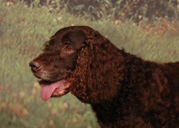 American Water Spaniel