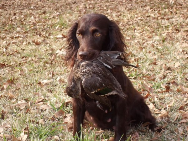 American Water Spaniel and Labrador mix