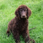 American Water Spaniel in grass