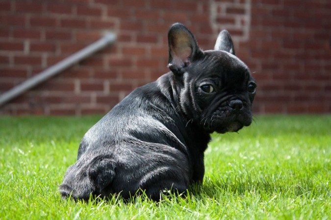 Black French Bulldog puppy - My Doggy Rocks