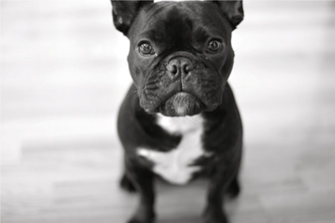 Black French Bulldog wallpaper (2)