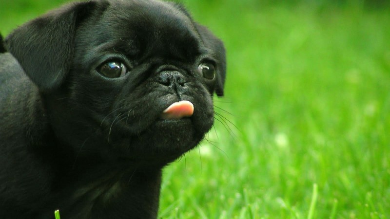 Black French Bulldog wallpaper