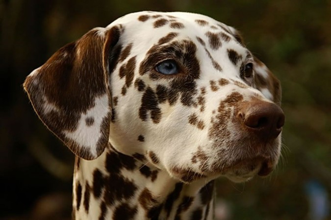 Blue eyed liver Dalmatian
