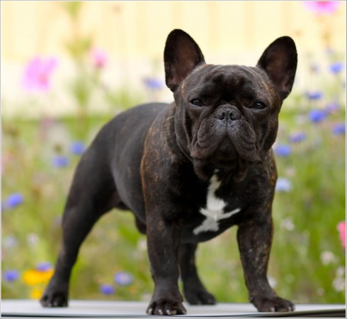 Brindle French Bulldog - My Doggy Rocks