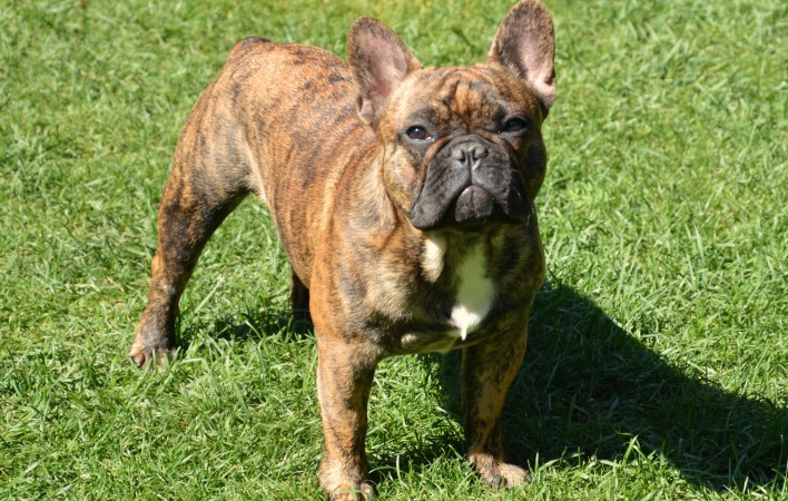 Brindle French Bulldog wallpaper