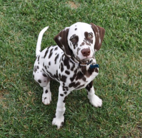 Brown Dalmatian