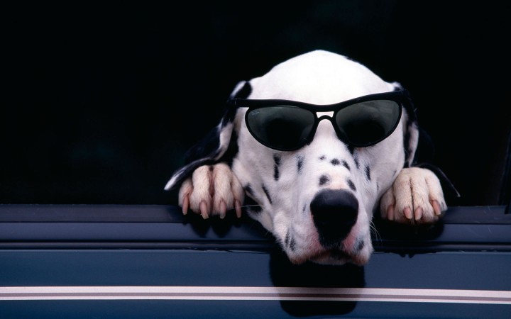 Cool Dalmatian dog with glasses wallpaper