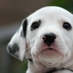 Cute Dalmatian puppy head wallpaper