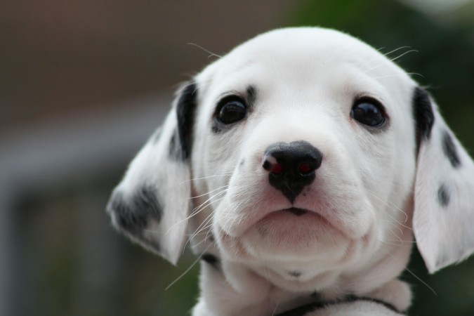 Cute Dalmatian puppy head wallpaper