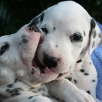 Dalmatian puppies playing wallpaper