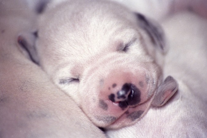 Dalmatian puppy sleeping