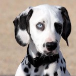 Dalmatian with heterochromia